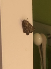 Lepidoptera