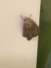 Lepidoptera