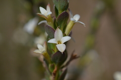 Gnidia spicata