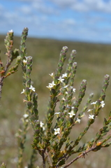 Gnidia spicata