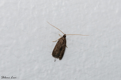 Lecithocera nigrana