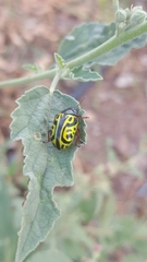 Calligrapha serpentina