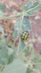 Calligrapha serpentina