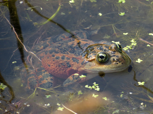 Oregon Spotted Frog