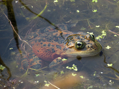 Rana pretiosa