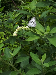 Appias libythea olferna