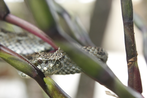 Emerald Horned Pitviper