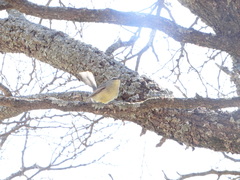 Stigmatura budytoides