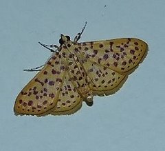 Polygrammodes eleuata