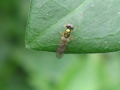 Microchrysa latifrons