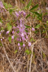 Allium carinatum pulchellum
