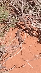 Aspidoscelis tesselatus