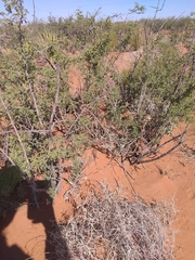 Aspidoscelis tesselatus