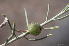 Rhopalomyia glutinosa