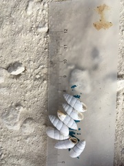 Brephulopsis cylindrica
