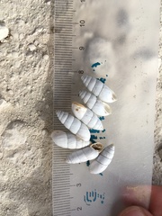Brephulopsis cylindrica