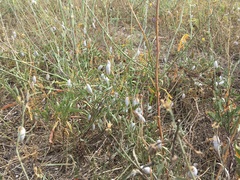 Brephulopsis cylindrica