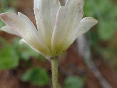 Anemonoides baldensis