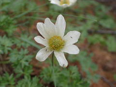 Anemonoides baldensis