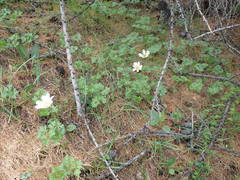 Anemonoides baldensis