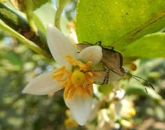 Hypselonotus lineatus