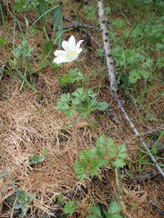 Anemonoides baldensis