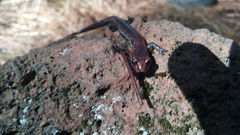 Pseudoeurycea leprosa