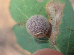 Cynips multipunctata