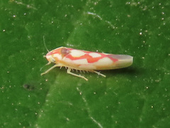 Zygina flammigera