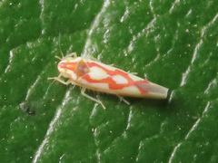 Zygina flammigera
