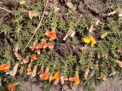 Anarthrophyllum burkartii