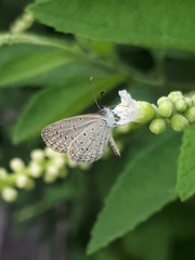 Zizula hylax pygmaea