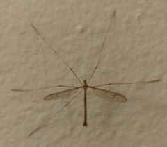 Tricyphona