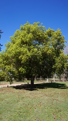 Cinnamomum glanduliferum