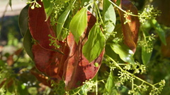 Cinnamomum glanduliferum