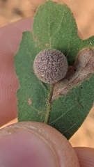 Cynips multipunctata