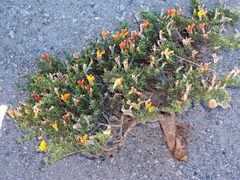 Anarthrophyllum burkartii