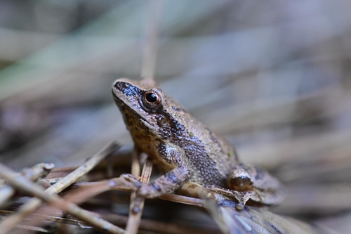 Spring Peeper photographed in Michigan