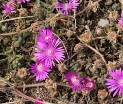 Drosanthemum