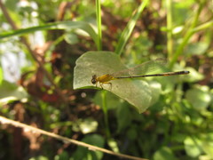 Ischnura capreolus