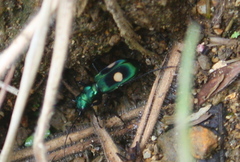 Pseudoxycheila bipustulata