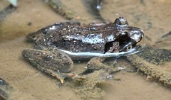 Limnonectes malesianus