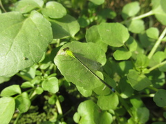 Ischnura capreolus