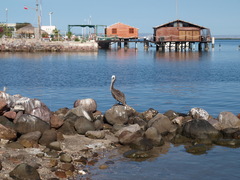 Pelecanus occidentalis
