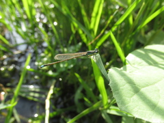 Ischnura capreolus