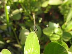 Ischnura capreolus