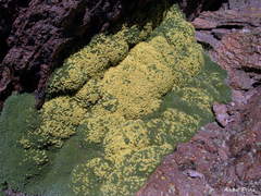 Azorella monantha