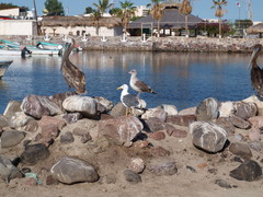Larus livens
