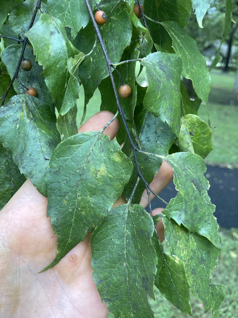 Red Hackberry common hackberry from Red Clay State Historic Park, Cleveland, TN, US ...