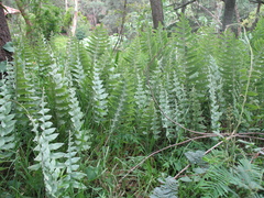 Phlebodium araneosum